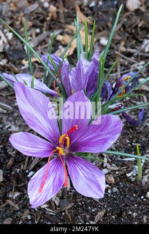 Saffron Crocus (Crocus sativus), AKA: Autumn crocus in bloom. Its stigmas are known as the spice saffron. Stock Photo