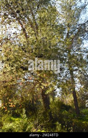 Pine tree Stock Photo