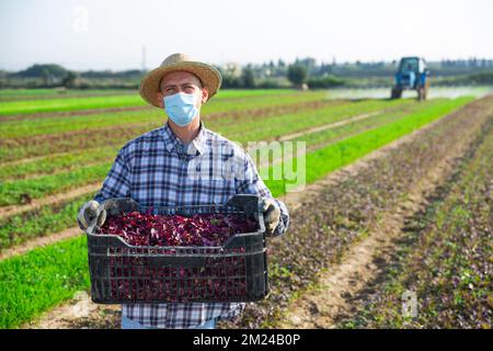 Farmer in protective mask harvesting and peeling mustard on field Stock Photo