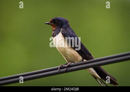 Barn swallow (Hirundo rustica) sitting on an electric cable Stock Photo