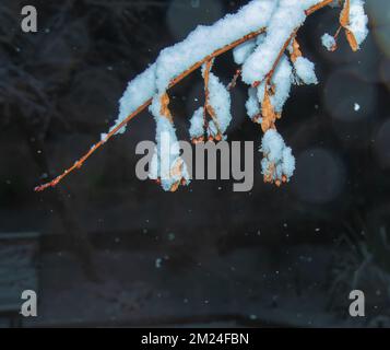 Linden covered with first snow. Linden branch with dry flowering in winter. Stock Photo