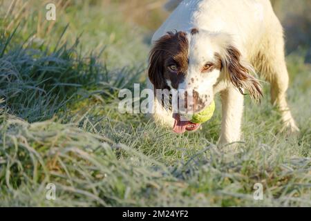 Springer Spaniel working dog retrieving a tennis ball whilst playing fetch. Stock Photo