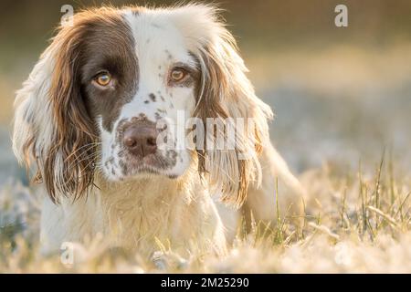 English Springer Spaniel working dog lay down in golden sunlight on frosty grass Stock Photo