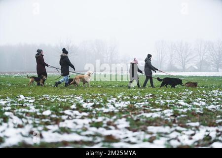 Full-length outdoor perspective of four volunteers in winter coats walking out several shelter dogs on leashes. Fog and blurred trees in the background. High quality photo Stock Photo
