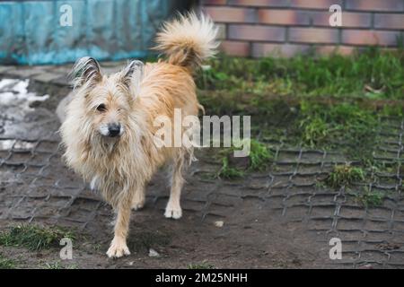 Old long-haired dog without one leg standing outside on his yard covered with ground and grass. Full-lenght outdoor mixed-breed dog at private dog shelter. High quality photo Stock Photo