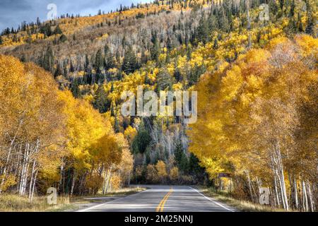 Colorado's State Highway 65 slices through a grove of yellow leaved aspen trees on the north side of the Grand Mesa National Forest. Stock Photo