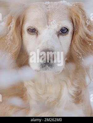 Portrait of golden cocker spaniel working dog in the snow. Eye contact and cute. Stock Photo