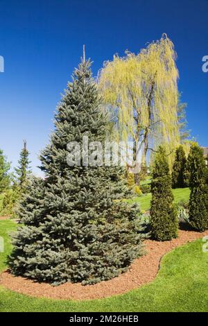 Evergreen trees in mulch border and Salix- Weeping Willow tree in backyard garden in spring. Stock Photo