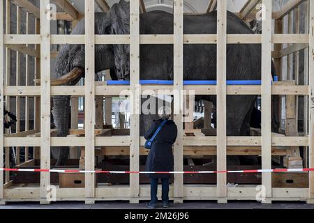 Illustration picture shows the installation of the mounted elephant and giraffe before the May re-opening of the Royal Museum for Central Africa in Tervuren, Friday 21 April 2017. The taxidermy animals stayed at Technopolis and Autoworld during the museum's renovation period. BELGA PHOTO DIRK WAEM Stock Photo