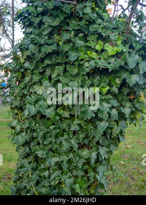 Ivy curls around a tree trunk. Bright green ivy leaves. Background from beautiful leaves. Leaves of an unusual shape. Natural pattern. Stock Photo