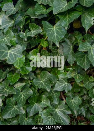 Ivy curls around a tree trunk. Bright green ivy leaves. Background from beautiful leaves. Leaves of an unusual shape. Natural pattern. Stock Photo