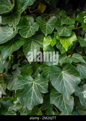 Ivy curls around a tree trunk. Bright green ivy leaves. Background from beautiful leaves. Leaves of an unusual shape. Natural pattern. Stock Photo