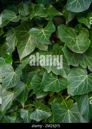 Ivy curls around a tree trunk. Bright green ivy leaves. Background from beautiful leaves. Leaves of an unusual shape. Natural pattern. Stock Photo