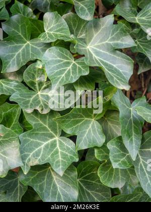 Ivy curls around a tree trunk. Bright green ivy leaves. Background from beautiful leaves. Leaves of an unusual shape. Natural pattern. Stock Photo