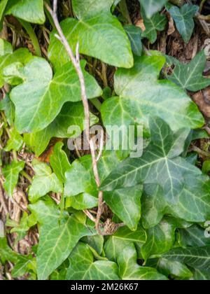 Ivy curls around a tree trunk. Bright green ivy leaves. Background from beautiful leaves. Leaves of an unusual shape. Natural pattern. Stock Photo