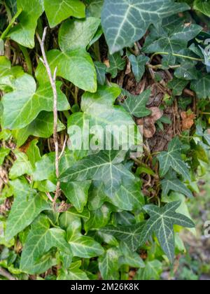 Ivy curls around a tree trunk. Bright green ivy leaves. Background from beautiful leaves. Leaves of an unusual shape. Natural pattern. Stock Photo