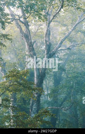 Beech trees in misty morning forest Stock Photo