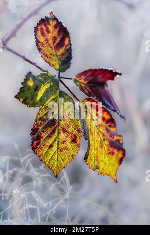 Closeup of one frozen leaf during winter. Frosts and frozen leaves details. Frosty winter leaves abstract. Frozen autumn leaves. Nobody, blurred, sele Stock Photo