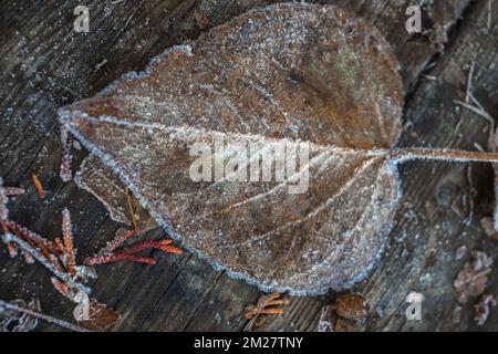Closeup of one frozen leaf during winter. Frosts and frozen leaves details. Frosty winter leaves abstract. Frozen autumn leaves. Nobody, blurred, sele Stock Photo