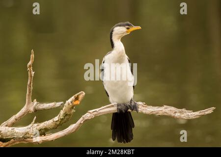 Little Pied Cormorant (Microcarbo Melanoleucos)  is one of the most common of Australia's water birds, occurring on water bodies of almost any size. Stock Photo