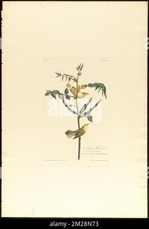 Children's warbler : Male, 1. F. 2. Silvia childreni. Plant cassia occidentalis. Vulgo Spanish coffee. c.2 v.1 plate 35 , Birds, Medicinal plants, Yellow warbler, Senna obtusifolia. The Birds of America- From Original Drawings by John James Audubon Stock Photo