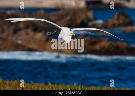 Majestic great white egre in flight towards the viewer Stock Photo