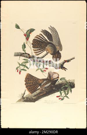 Chuck will's widow : Male, 1. F, 2. Caprimulgus carolinensis. Plant, bignomnia capreolata. c.2 v.1 plate 52 , Birds, Snakes, Vines, Caprimulgus, Coral snakes. The Birds of America- From Original Drawings by John James Audubon Stock Photo