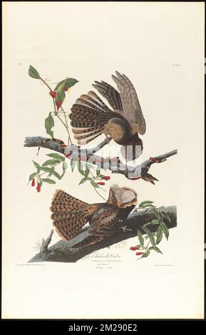 Chuck-will's widow : Caprimulgus carolinensis, Briss. Male, 1. Female, 2. Harlequin snake. c.1 v.1 plate 52 , Birds, Snakes, Vines, Caprimulgus, Coral snakes. The Birds of America- From Original Drawings by John James Audubon Stock Photo