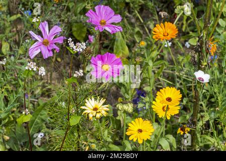 Mixture of colourful wildflowers in wildflower zone bordering grassland, planted to attract and help bees, butterflies and other pollinators | Mélange de fleurs sauvages dans pré pour attirer abeilles, papillons et pollinisateurs 25/08/2017 Stock Photo