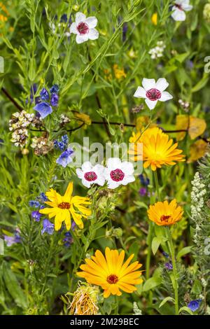 Mixture of colourful wildflowers in wildflower zone bordering grassland, planted to attract and help bees, butterflies and other pollinators | Mélange de fleurs sauvages dans pré pour attirer abeilles, papillons et pollinisateurs 25/08/2017 Stock Photo