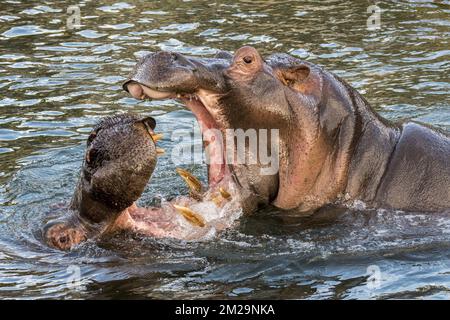 Fighting hippopotamuses / hippos (Hippopotamus amphibius) in lake showing huge teeth and large canine tusks in wide open mouth | Hippopotame amphibie / Hippopotames communs (Hippopotamus amphibius) se battant 17/09/2017 Stock Photo