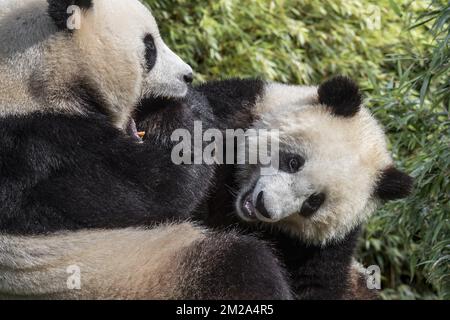 Giant panda (Ailuropoda melanoleuca) female playing with one-year old cub | Panda géant (Ailuropoda melanoleuca) mère avec petit 20/09/2017 Stock Photo