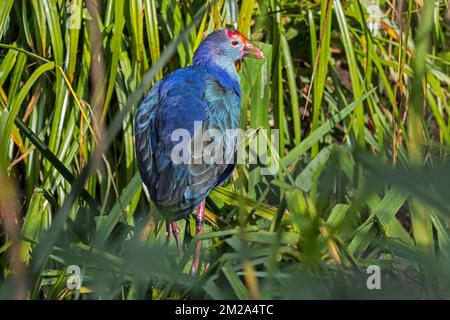 Western swamphen / sultana bird (Porphyrio porphyrio) foraging in reedbed of wetland | Talève sultane / poule sultane (Porphyrio porphyrio) 20/09/2017 Stock Photo