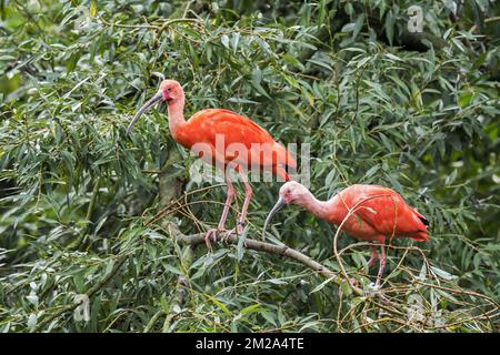 Two scarlet ibises (Eudocimus ruber) perched in tree, native to tropical South America and islands of the Caribbean | Ibis rouge (Eudocimus ruber) 20/09/2017 Stock Photo