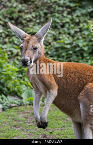 Red kangaroo (Macropus rufus) male close up portrait, native to Australia | Kangourou roux (Macropus rufus) 20/09/2017 Stock Photo