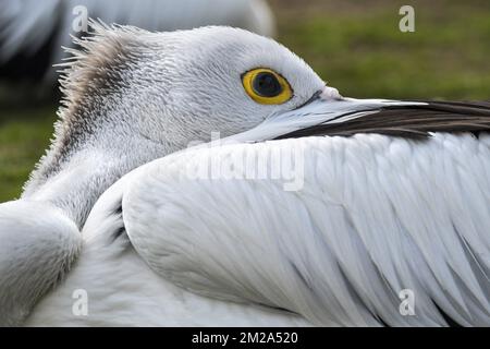 Australian pelican (Pelecanus conspicillatus) resting with bill tucked between wing feathers | Pélican à lunettes (Pelecanus conspicillatus) 20/09/2017 Stock Photo