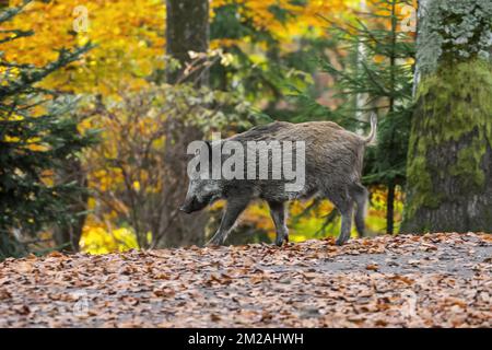 Young wild boar (Sus scrofa) juvenile running in autumn forest during the hunting season | Sanglier (Sus scrofa) dans bois en automne 16/10/2017 Stock Photo