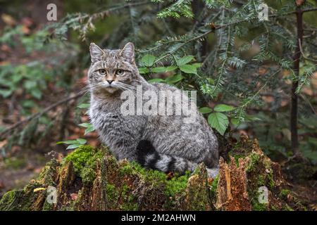 chat sylvestre gangsta