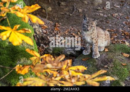 Cute two month old Eurasian lynx (Lynx lynx) kitten in autumn forest sitting near den | Lynx boréal / Lynx d'Eurasie / Lynx commun / Loup-cervier / Lynx d'Europe (Lynx lynx) petit de deux mois 19/10/2017 Stock Photo