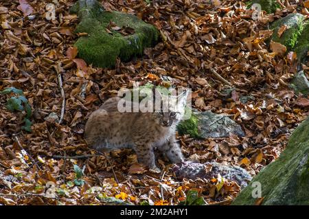 Two month old Eurasian lynx (Lynx lynx) kitten with dead rabbit prey in autumn forest near den | Lynx boréal / Lynx d'Eurasie / Lynx commun / Loup-cervier / Lynx d'Europe (Lynx lynx) petit de deux mois 19/10/2017 Stock Photo