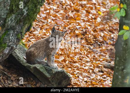 Cute two month old Eurasian lynx (Lynx lynx) kitten in autumn forest sitting on rock near den | Lynx boréal / Lynx d'Eurasie / Lynx commun / Loup-cervier / Lynx d'Europe (Lynx lynx) petit de deux mois 21/10/2017 Stock Photo