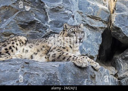 Snow leopard / ounce (Panthera uncia / Uncia uncia) resting on rock ledge in cliff face near cave entrance | Panthère des neiges / Léopard des neiges / Once (Panthera uncia / Uncia uncia) 13/10/2017 Stock Photo