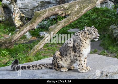 Snow leopard / ounce (Panthera uncia / Uncia uncia) native to the mountain ranges of Central and South Asia sitting on rock in zoo / animal park | Panthère des neiges / Léopard des neiges / Once (Panthera uncia / Uncia uncia) 13/10/2017 Stock Photo