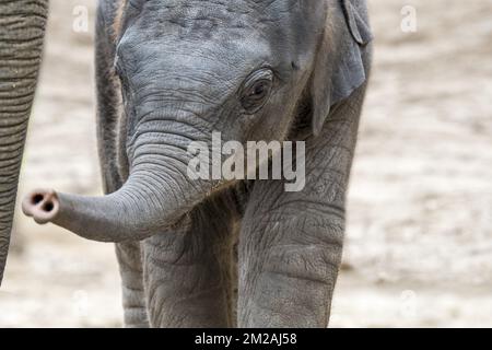 Close up of cute three week old Asian elephant / Asiatic elephant (Elephas maximus) calf | Eléphant d'Asie (Elephas maximus) bébé de trois mois Mini Baby à Pairi Daiza 13/10/2017 Stock Photo
