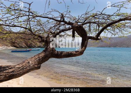 Colombian Tayrona national park viewed through a natural frame of a trunk. Stock Photo