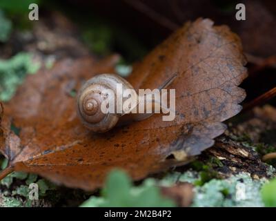 Close up of a small brown garden snail on a brown leaf. Photographed in autumn with a shallow depth of field. Stock Photo