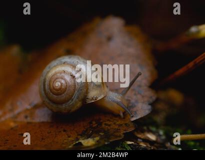 Extreme close up of a small brown garden snail with its body out of its shell. Photographed at eye level with a shallow depth of field. Stock Photo