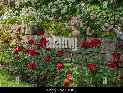 Secret garden wall of roses @Berkeley rose gardens, CA Stock Photo
