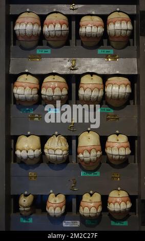 Wooden box with replicas of horses' set of teeth of all age development ...