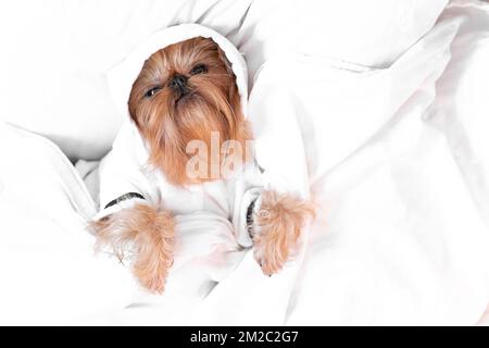 A cute dog lies under a white blanket. Brussels Griffon lies in bed in the morning. The concept of pets living like people. Stock Photo